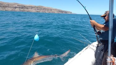Tiburones en Patagonia: ¿se necesita prohibir la pesca o un mejor control?