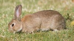 Conejo europeo en Neuquén: avanza el control de una invasión silenciosa 