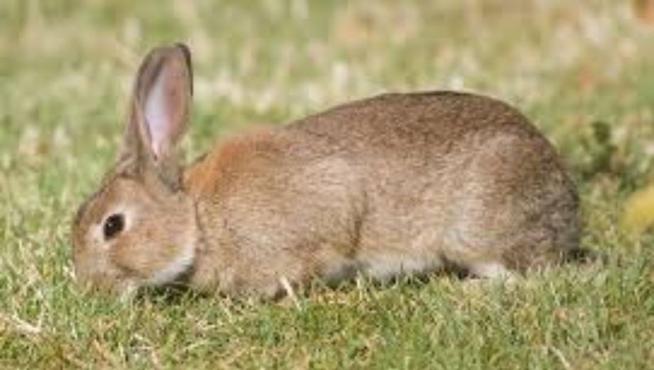 La rápida expansión del conejo europeo se debe a su alta capacidad reproductiva 