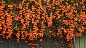 La planta trepadora que crece el doble de rápido que el jazmín y cubre muros en meses