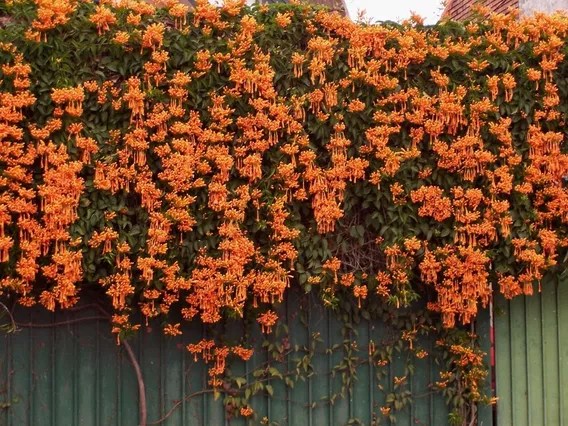 Si el objetivo es tapar una medianera, cubrir un cerco o generar sombra en una pérgola, esta especie responde mucho más rápido que otras trepadoras tradicionales.
