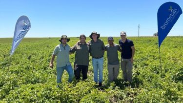 Abejorros y «super insectos»: la tecnología que está jubilando a los agroquímicos en la Patagonia