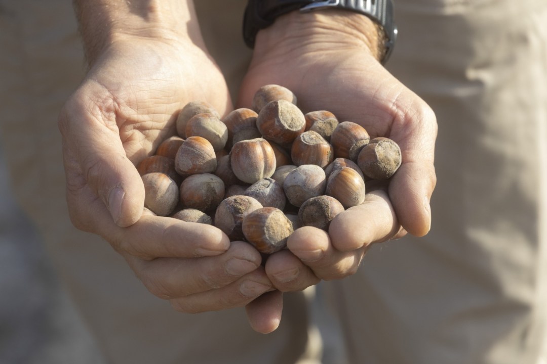 De chacra familiar a inversi&oacute;n clave en avellanas patag&oacute;nicas