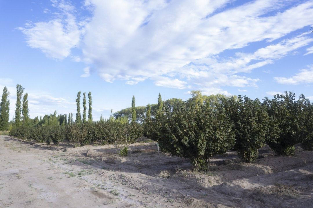 De chacra familiar a inversi&oacute;n clave en avellanas patag&oacute;nicas