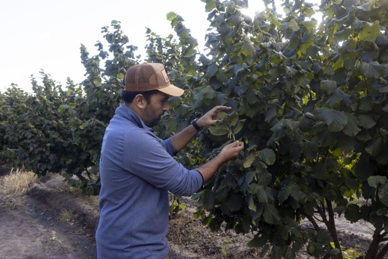 De chacra familiar a inversi&oacute;n clave en avellanas patag&oacute;nicas