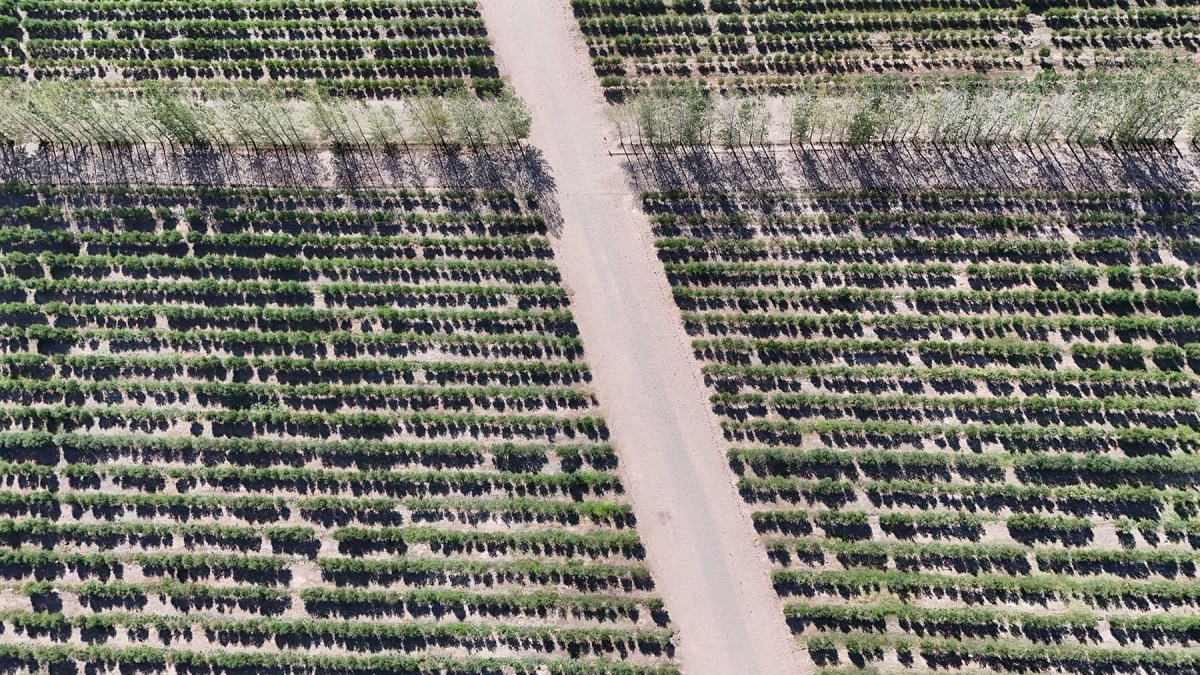 Olivos en Centenario, provincia de Neuquén.