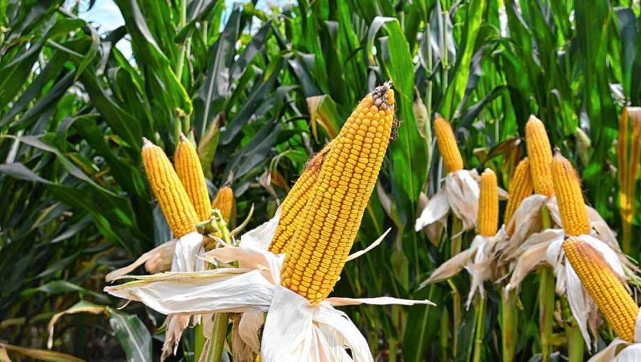 La exportación de maíz se mantiene en niveles elevados. Foto: archivo Juan Thomes.