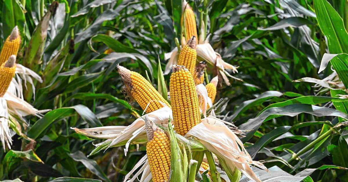 Río Negro cerca de la autosuficiencia en producción de maíz
