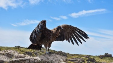 Sobrevoló en helicóptero un Parque Nacional de Córdoba y puso en riesgo al cóndor andino: cuál fue la peculiar multa