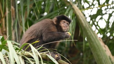 Un estudio sobre monos aporta claves para reducir pérdidas en la industria maderera y proteger a la fauna