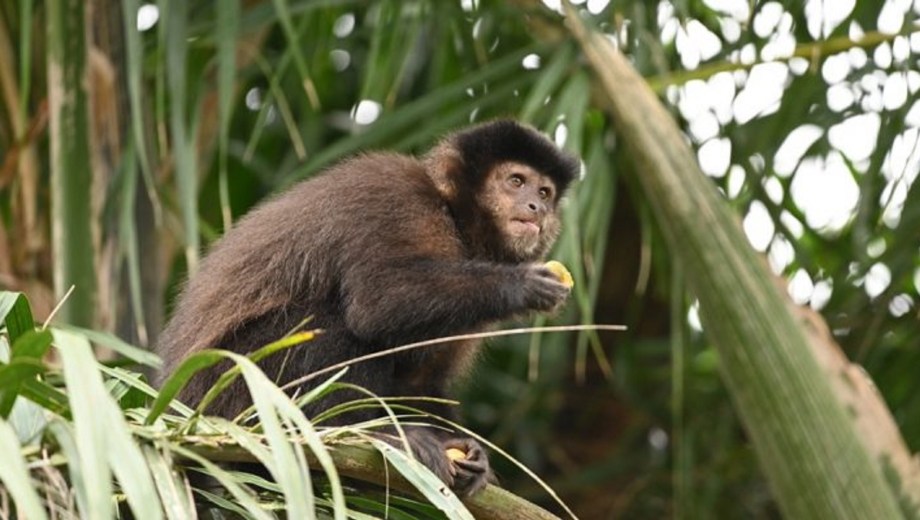 El hallazgo permitirá aplicar estrategias para evitar mermas económicas en la producción forestal y proteger a la fauna local. FOTO: gentileza Agostina Juncosa Polzella.