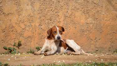 Parásitos en perros: el problema invisible que afecta a barrios y familias
