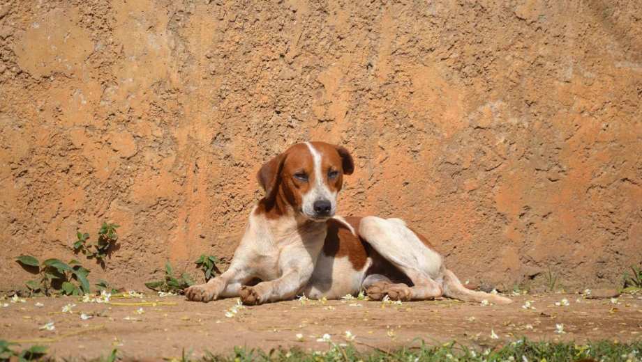 La parasitosis canina constituye una amenaza para la salud pública, ya que varios parásitos pueden transmitirse de perros a humanos. (Foto: gentileza)