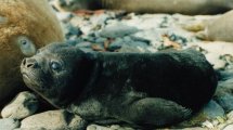 Imagen de Día Internacional de la Foca: cuáles son las cinco especies que pueden llegar cerca de Patagonia Norte