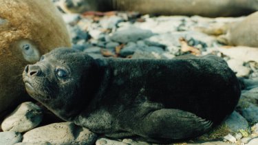 Día Internacional de la Foca: cuáles son las cinco especies que pueden llegar cerca de Patagonia Norte