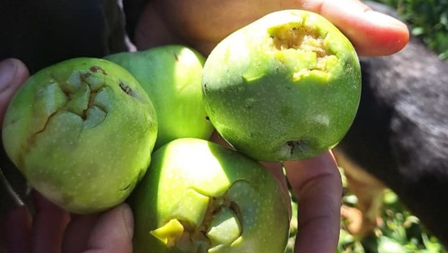 La tormenta con granizo afectó cultivos y generó pérdidas en Valle Medio.
