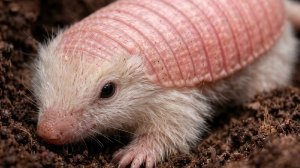 Apareció el «hada rosa» en Mendoza: el extraño animal que solo habita en Argentina y es un misterio para la ciencia