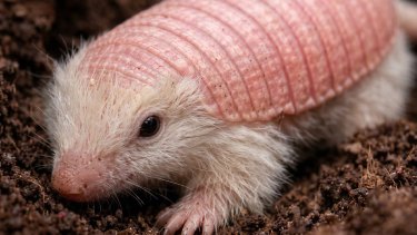 Apareció el «hada rosa» en Mendoza: el extraño animal que solo habita en Argentina y es un misterio para la ciencia