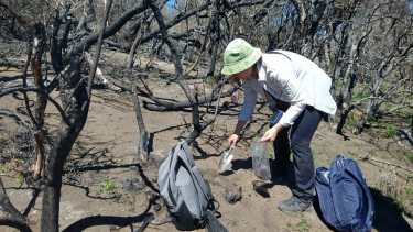 Incendios en Chubut: el fuego reduce la cantidad total de especies de hongos, pero otros lo toleran