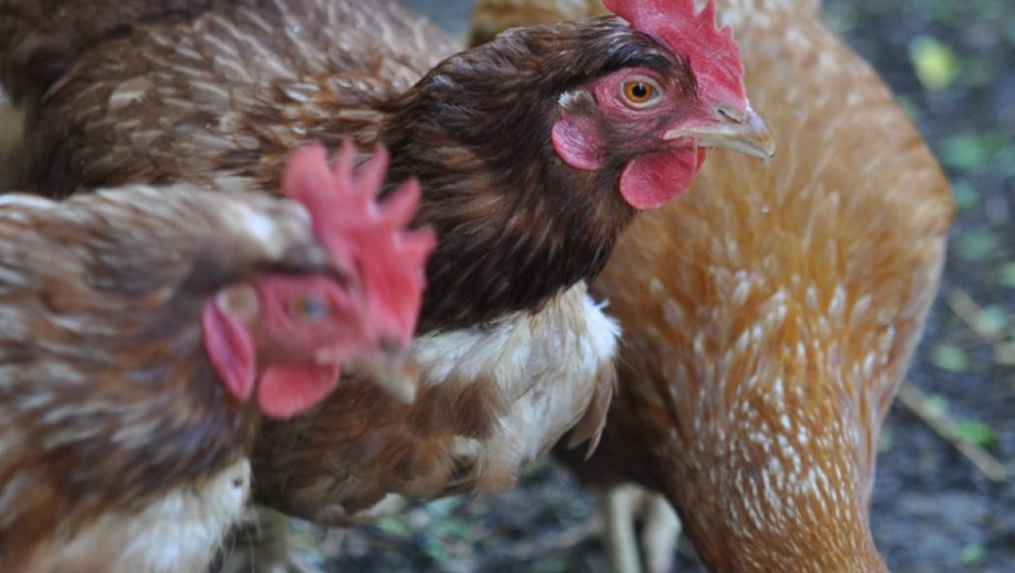 SENASA registró un brote de influenza aviar de alta patogenicidad en Cervantes.