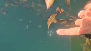 Video | Inédito: hallaron medusas de agua dulce en el parque Nahuel Huapi, por qué su dispersión preocupa