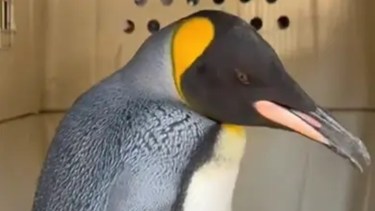 Sorpresa en Buenos Aires por un pinguino rey que apareció en el Río de la Plata: cómo llegó