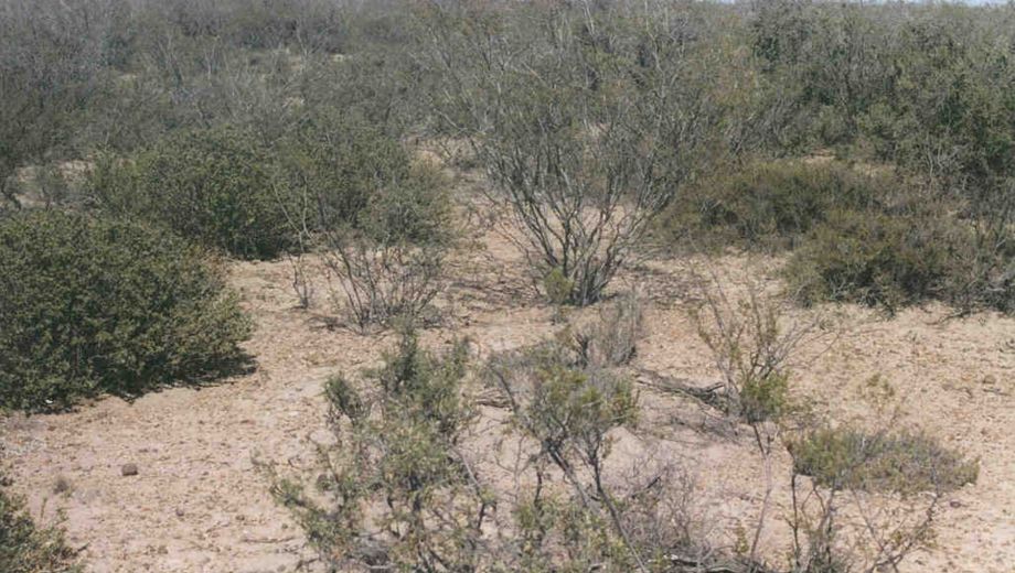 Cuando los arbustos avanzan: la química invisible que transforma los paisajes secos de la Patagonia