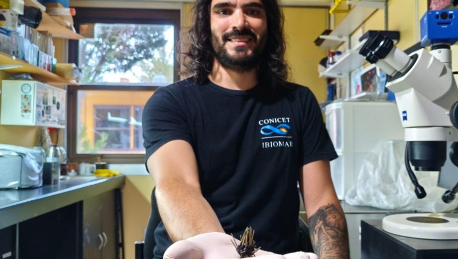 Jonathan Flores, becario posdoctoral del Ibiomar-Conicet, y el pequeño erizo de mar no registrado. Foto gentileza. 