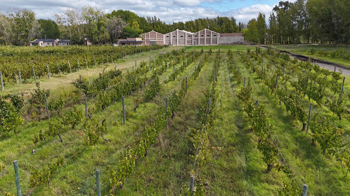 En primer plano, de donde se extraen las uvas. De fondo, donde se las convierte en vinos de excelencia.