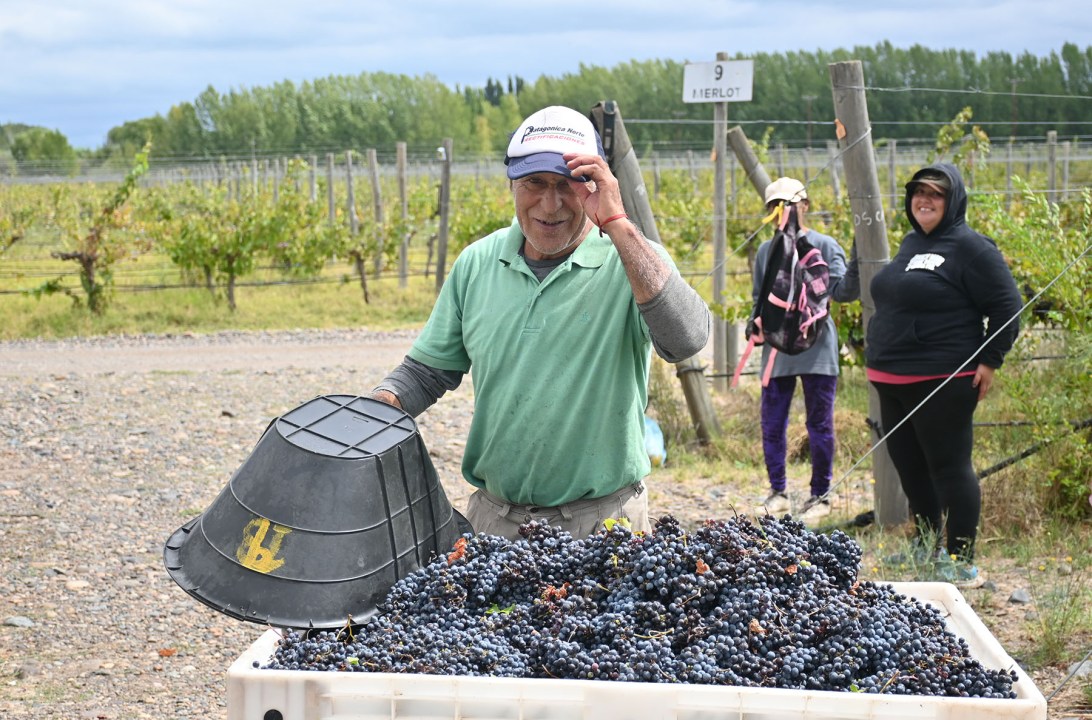 En contraste con la tecnología dentro de la bodega, en el viñedo la cosecha es manual y predomina lo artesanal.
