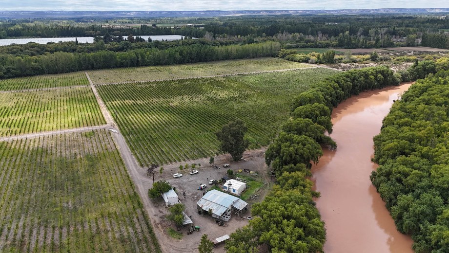 El mayor viñedo de Bodega Aniello y el río Negro, más turbio de lo común por las lluvias en la Patagonia. Foto: Florencia Salto.