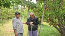Imagen de Tiene 99 años, no ve desde los 80, pero sigue en la fruticultura en la Patagonia con una labor que conmueve