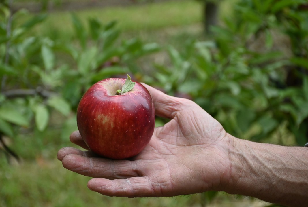Manzana de la Patagonia.