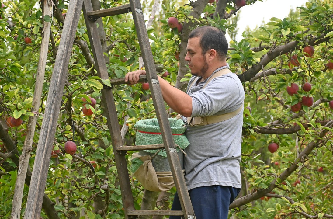 Frutos de Diez tiene futuro: en la chacra familiar ya trabajan nietos de Julio.