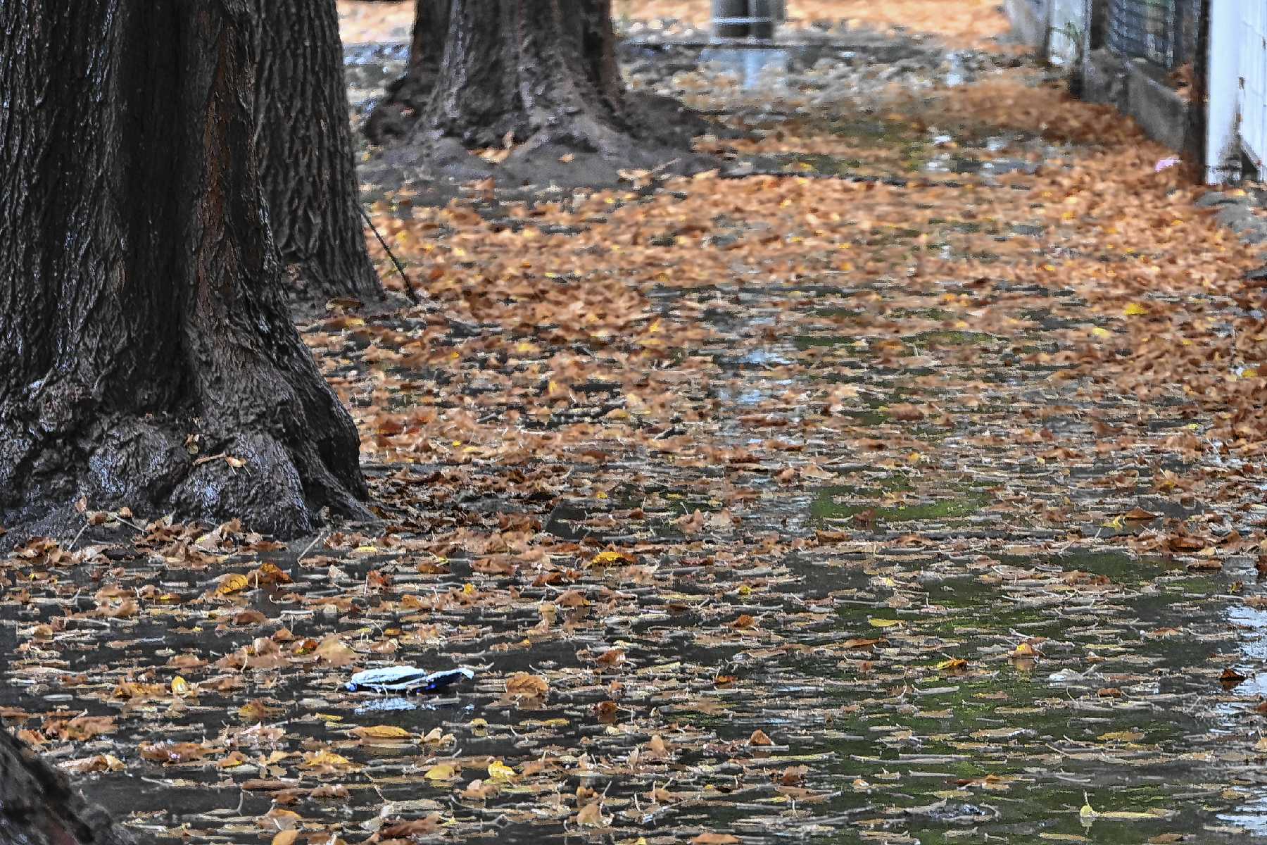 Mañanas frescas y vientos cordilleranos marcan el inicio del otoño en Río Negro