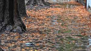 El otoño llega con mañanas frescas en el Alto Valle y viento en la cordillera de Neuquén y Río Negro este jueves 26