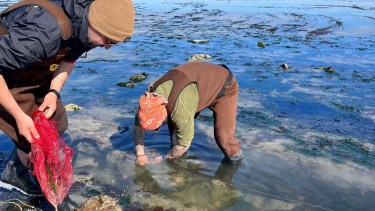 Tiburones del fin del mundo: una expedición científica revela hallazgos en Tierra del Fuego