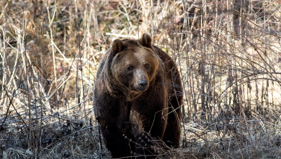 Belitsa, Bulgaria | 2026 02 28 | Bear Gordo, rescued from former zoo Lujan, Argentina, released into the outdoor enclosure at BEAR SANCTUARY Belitsa, Bulgaria.