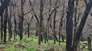 La resiliencia del Valle Magdalena: delinean un plan de acción para restaurarlo después del incendio