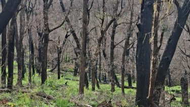 La resiliencia del Valle Magdalena: delinean un plan de acción para restaurarlo después del incendio