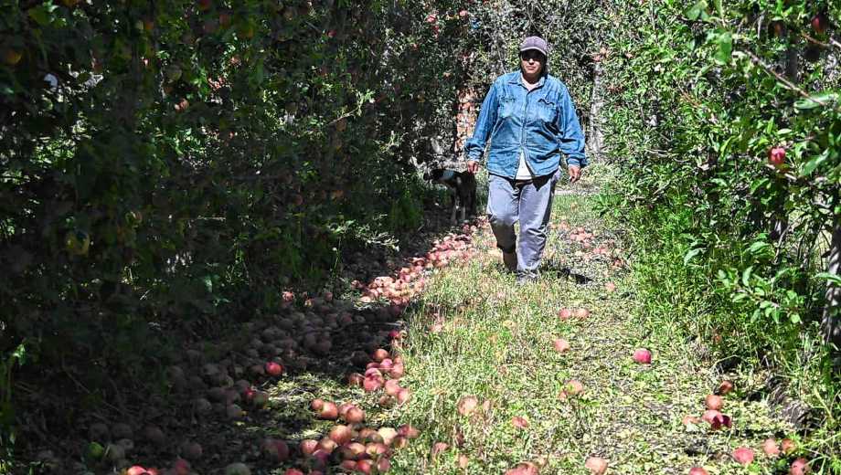 El temporal arrasó con el sector productivo de Luis Beltrán (Foto: Juan Thomes)