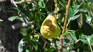 Alivio fiscal a productores tras el temporal en Valle Medio: Banacloy explicó cómo se accede a la exención impositiva