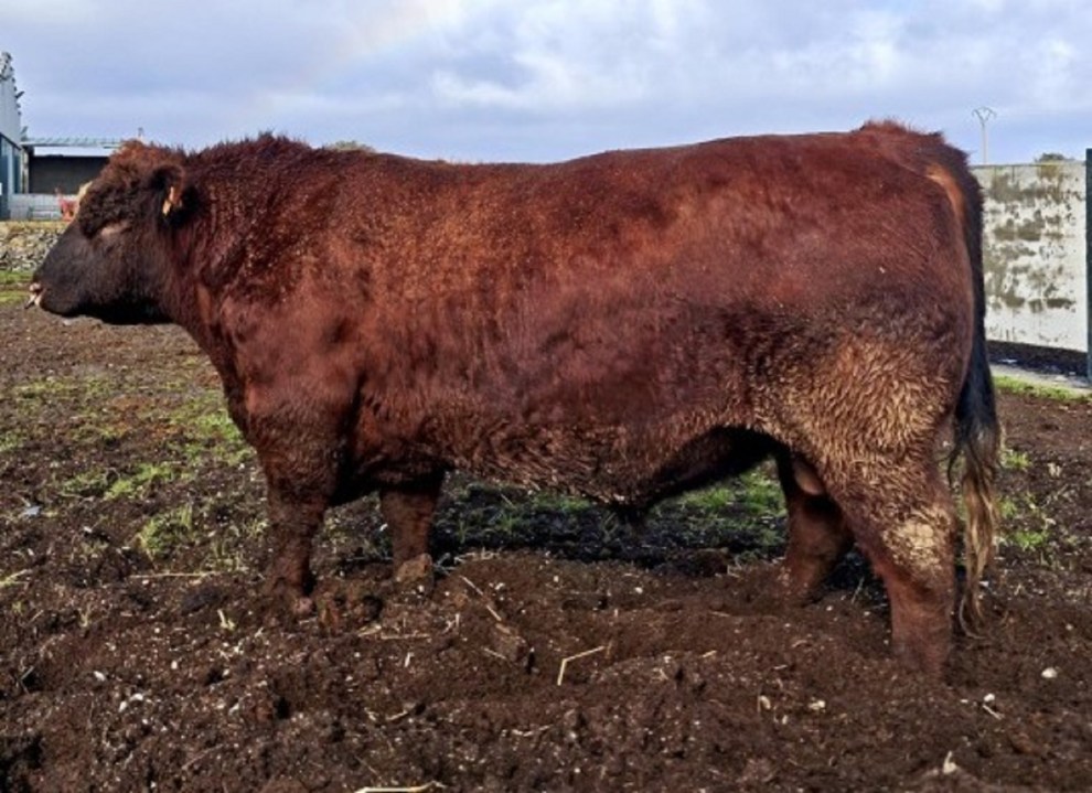 Malbec es destacado como el primer toro 100% de genética argentina nacido en Europa. Foto: gentileza EuroArgen.