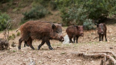 Caza en Río Negro: qué animales están habilitados, cuántos se pueden capturar y qué requisitos hay