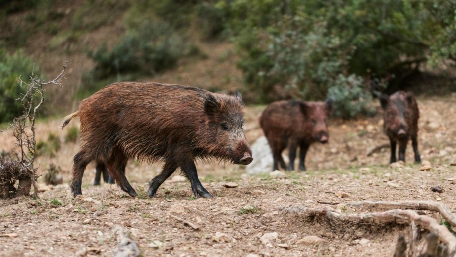 El jabalí puede cazarse durante todo el año en Río Negro, con un cupo máximo de cuatro ejemplares por jornada. Foto: gentileza Ministerio de Desarrollo.