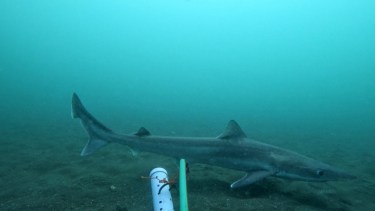 Buscan prohibir la pesca de tiburones en Río Negro: qué especies habitan el Golfo San Matías