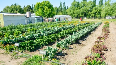 Tierra generosa, calidad que llega lejos: Río Colorado sabe de producción