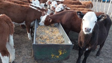 El destete precoz gana terreno en la Región Sur de Río Negro y mejora la eficiencia ganadera en bovinos