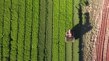 De Misiones al gran mercado de China: una cooperativa exporta yerba mate por primera vez