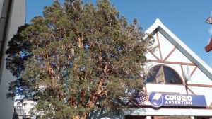 “Tiene sus días contados”: crece la preocupación por un histórico arrayán de 100 años en Bariloche